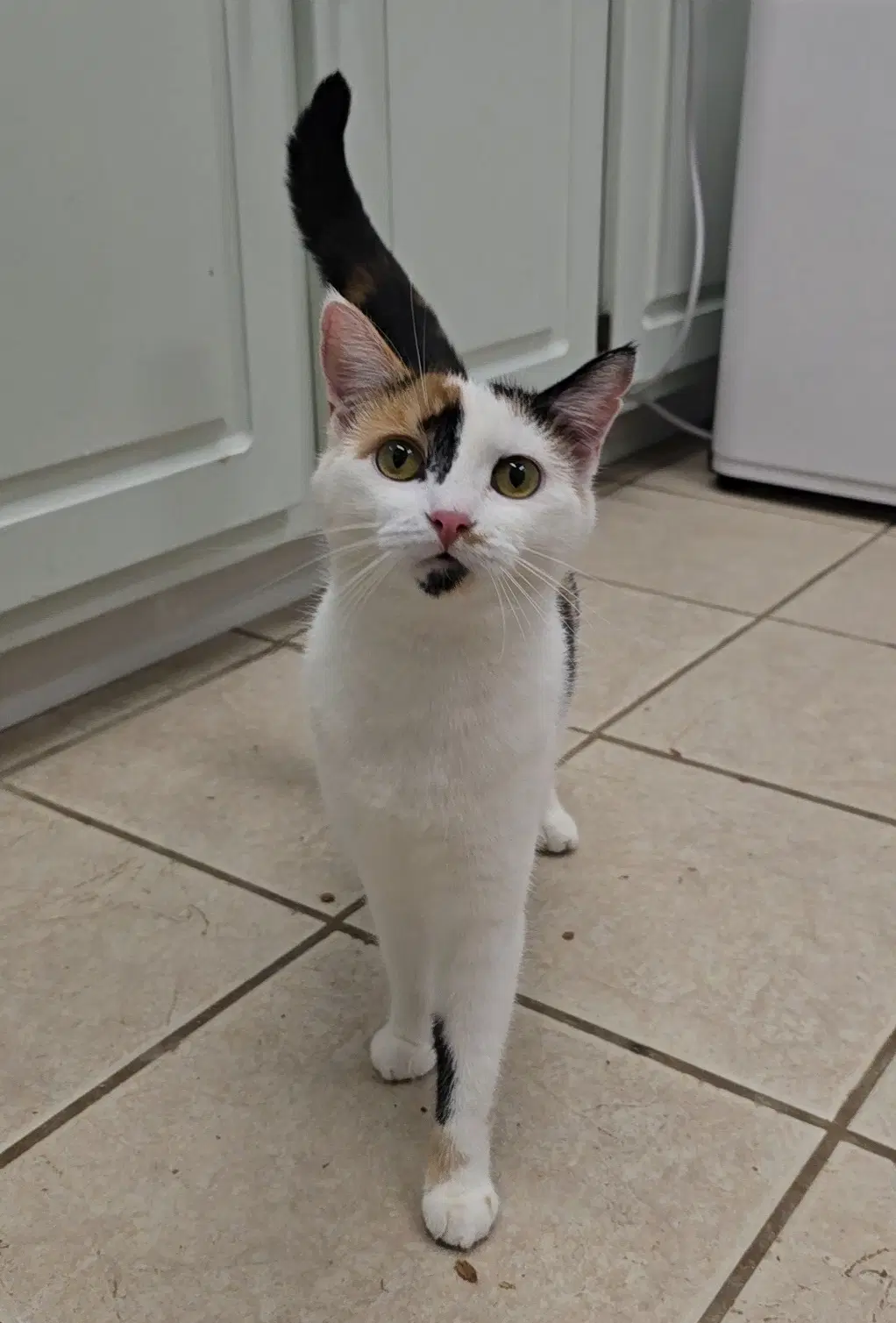 Pepper - Domestic Short Hair