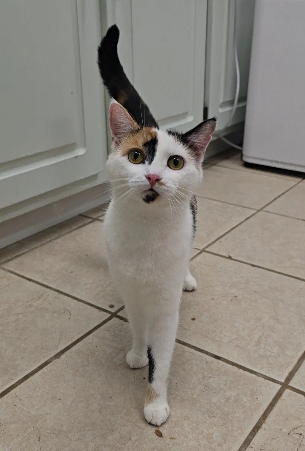Pepper