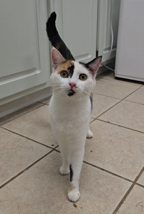 Pepper