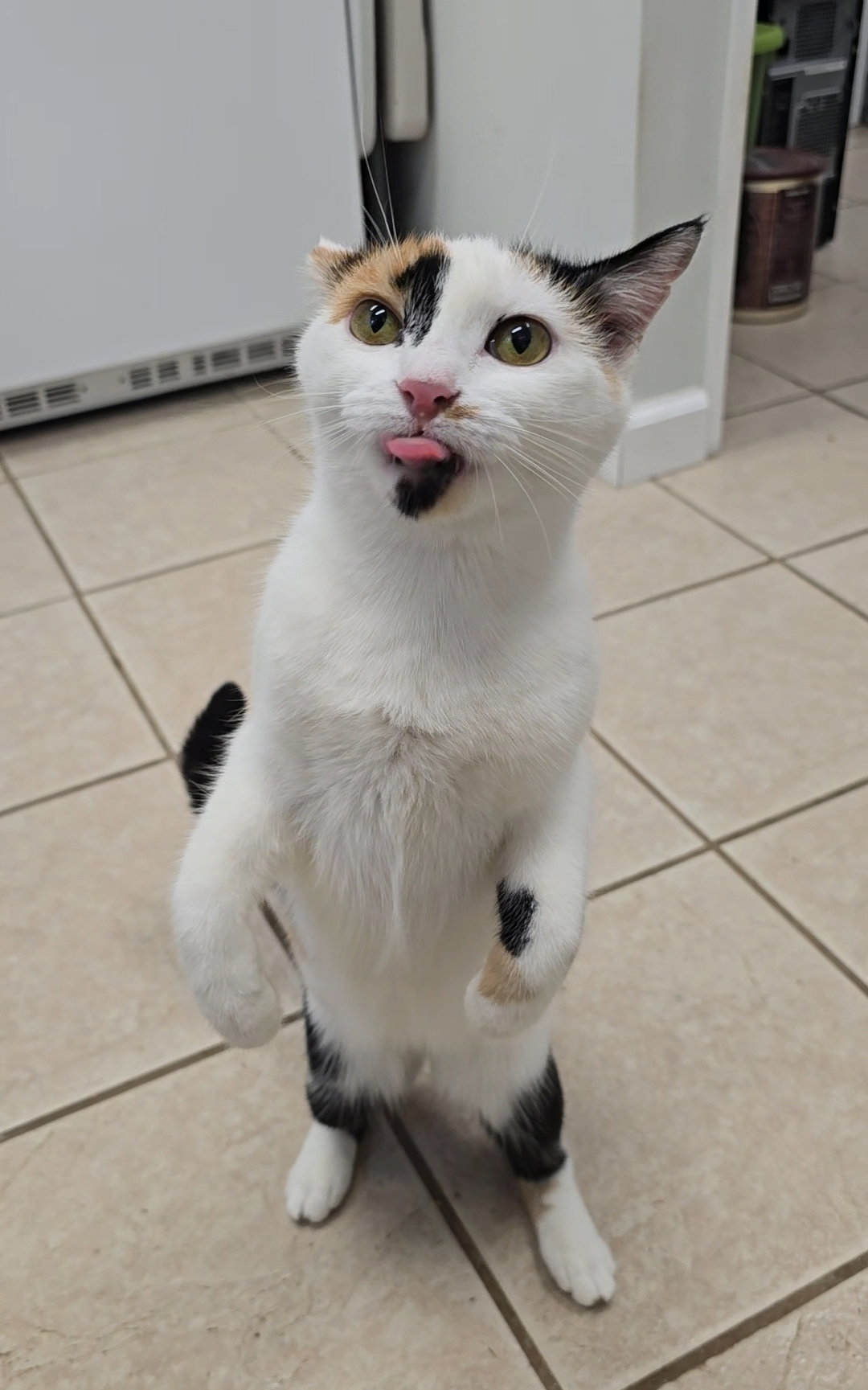 Pepper, photo 4
