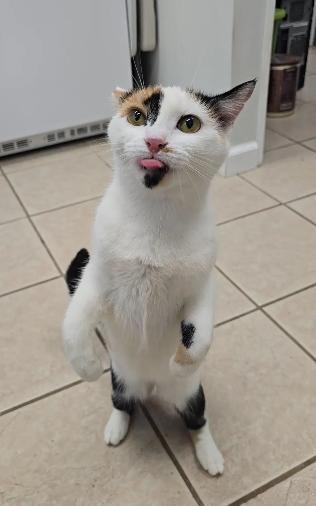 Pepper image 4