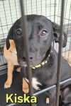 adoptable Dog in  named Kiska