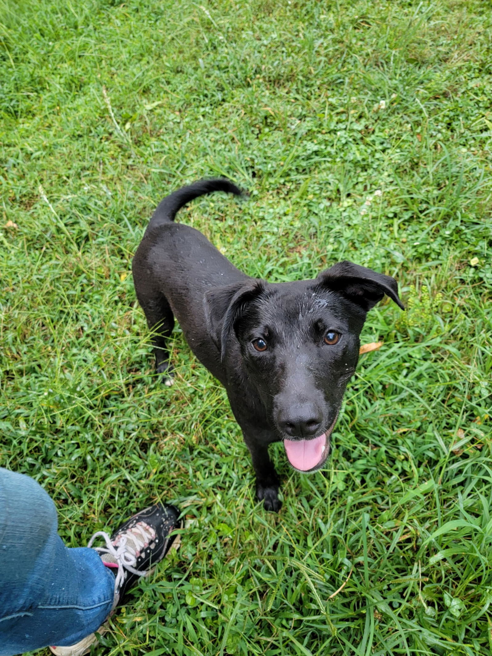 adoptable Dog in Locust Grove, GA named Paneik