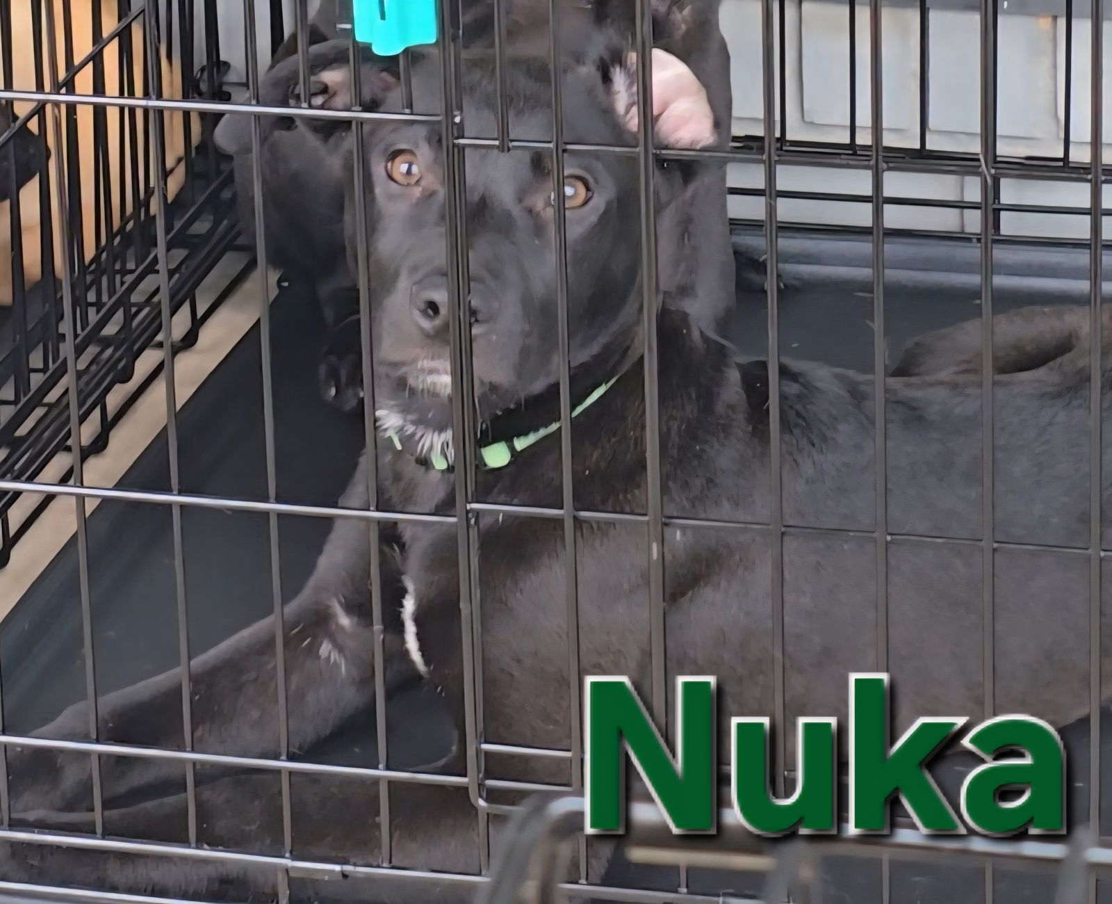 adoptable Dog in Locust Grove, GA named Nuka