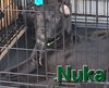 adoptable Dog in  named Nuka