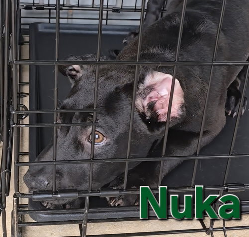 Nuka — thumbnail 8