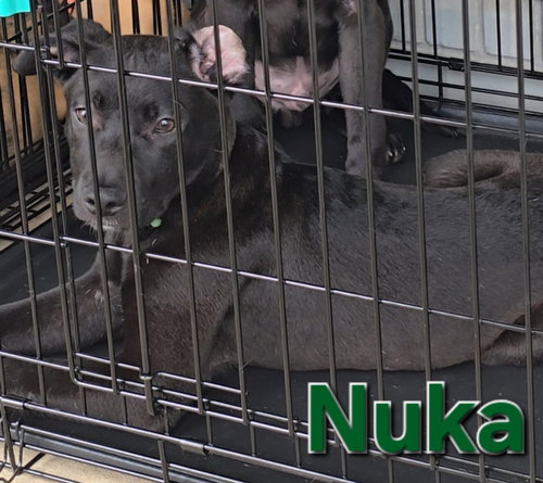 Nuka — thumbnail 10