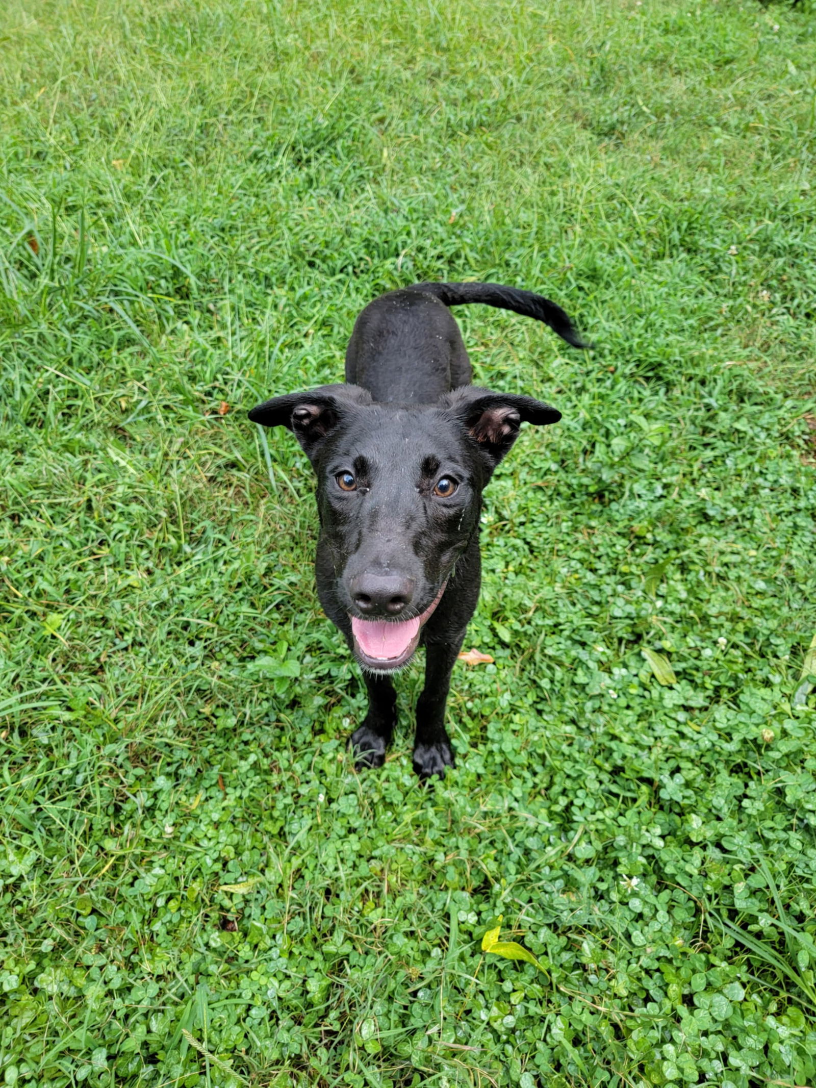 adoptable Dog in Locust Grove, GA named Kobe