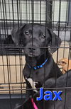 adoptable Dog in  named Jax