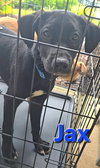 Jax - Photo 14