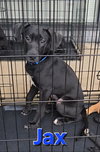 Jax - Photo 15