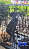 Jax - Photo 16