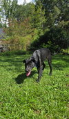 Jax - Photo 10