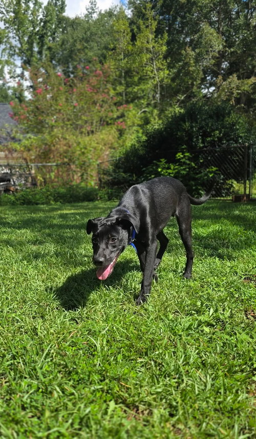 Jax