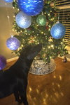 Jax - Photo 1