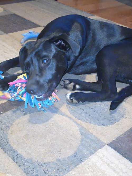 JAX - Labrador Retriever / Shepherd available for adoption