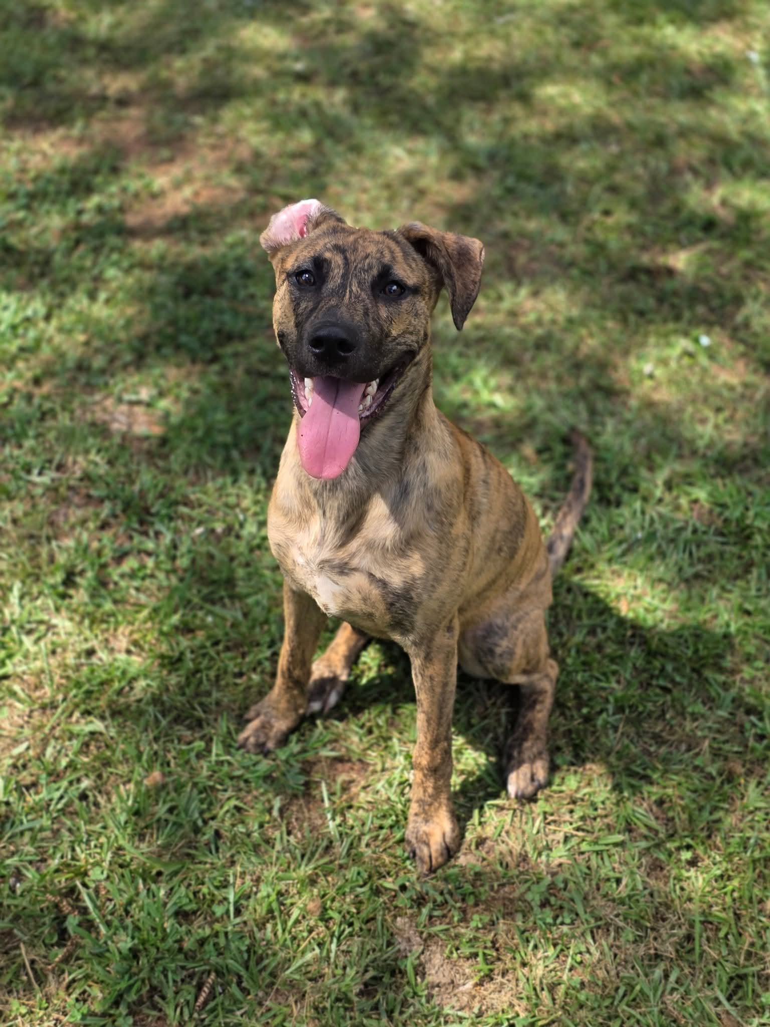 adoptable Dog in Locust Grove, GA named Miska