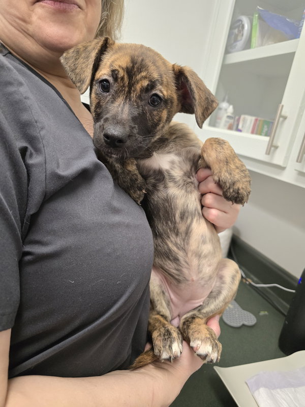 Echo