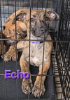 Echo - Photo 12