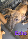 Echo - Photo 14