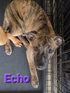 Echo - Photo 15
