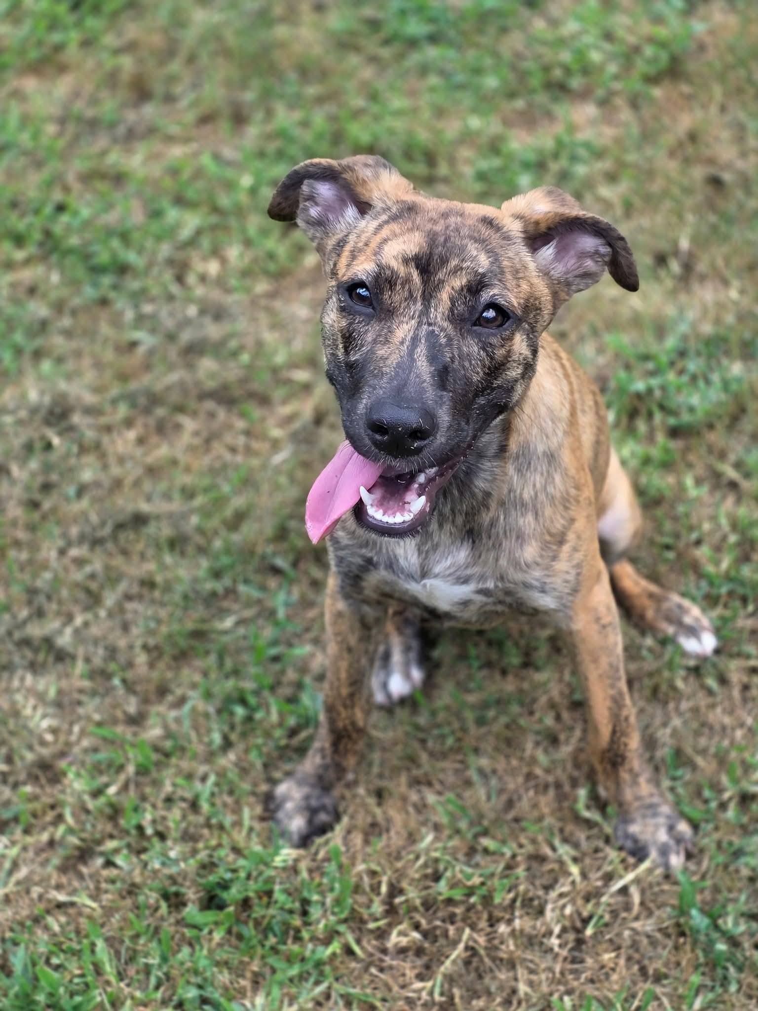 adoptable Dog in Locust Grove, GA named Echo
