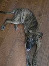 Echo - Photo 9