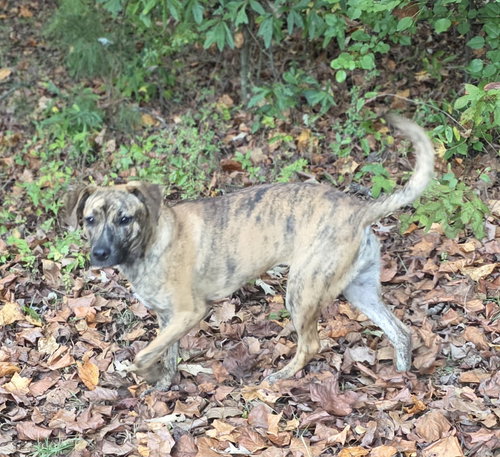Echo photo 5