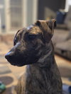 Echo - Photo 3