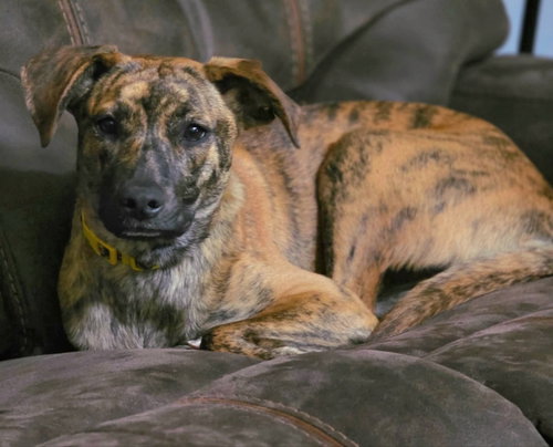 ECHO - Labrador Retriever / Shepherd available for adoption