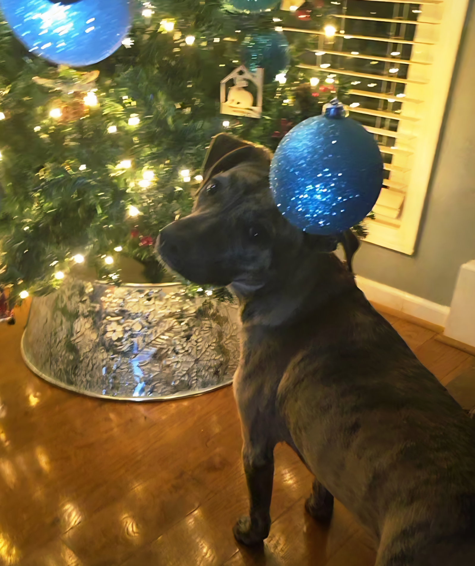 Echo