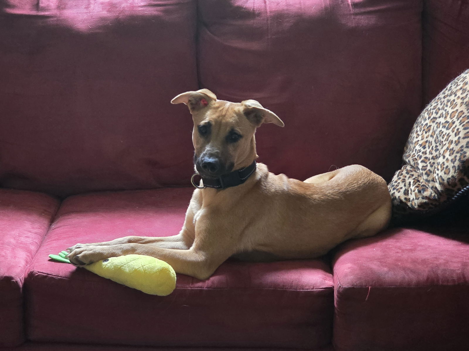 adoptable Dog in Locust Grove, GA named Sakari