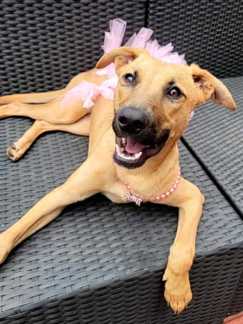 SAKARI - Labrador Retriever / Husky available for adoption