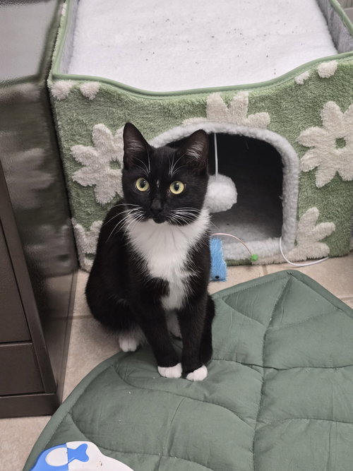 LIBBY - Tuxedo / Domestic Short Hair available for adoption