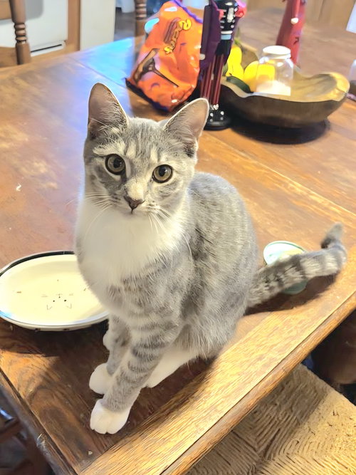 picture of the cat needing adoption