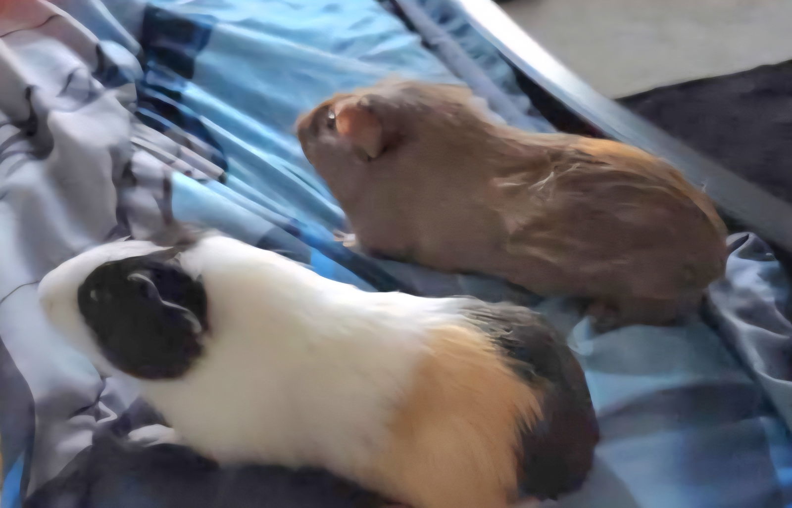 adoptable Guinea Pig in Locust Grove, GA named Peanut