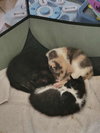 Bagheera - Photo 2