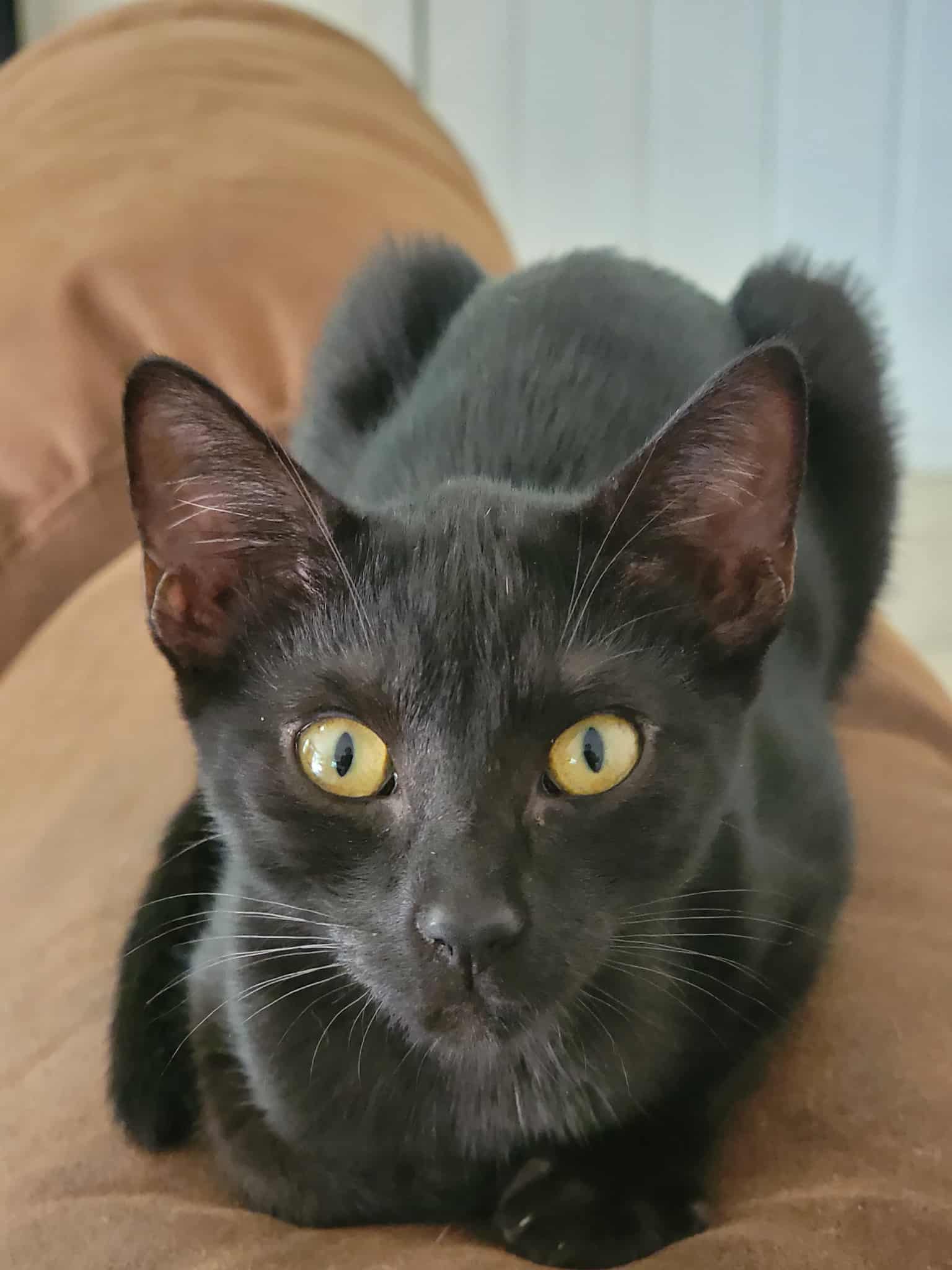 Bagheera