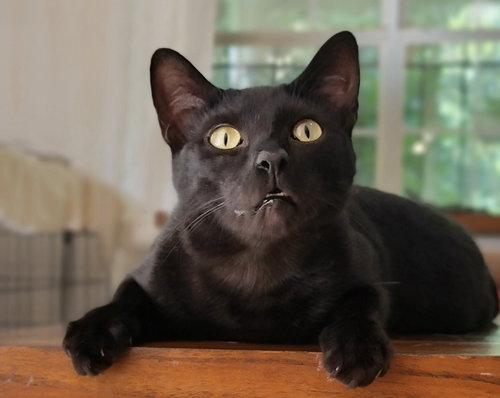 Bagheera, an adoptable Domestic Short Hair in Locust Grove, GA