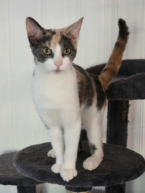 Penny, Young Dilute Calico / Mixed (short coat), cat for adoption in Marietta, Georgia