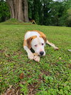 Beau - Photo 2