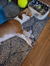 Beau - Photo 3
