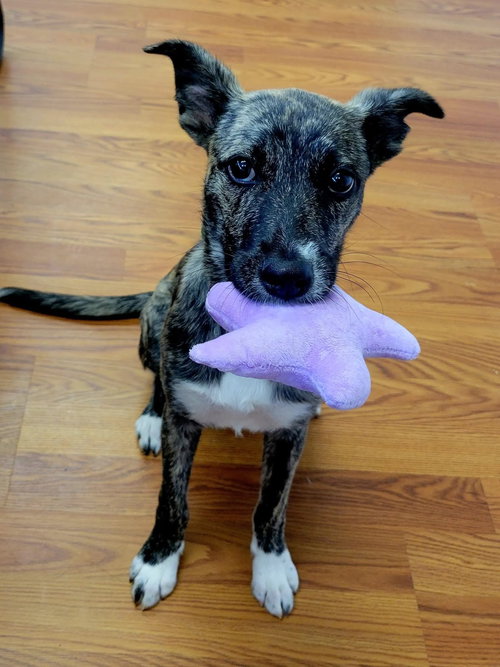 TURTLE - Unknown available for adoption