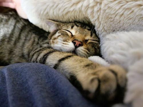 picture of the cat needing adoption