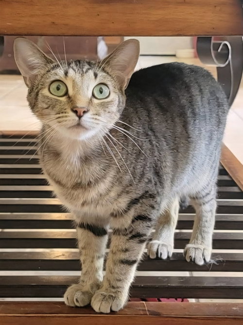 Spirit - CP, an adoptable Domestic Short Hair in Locust Grove, GA