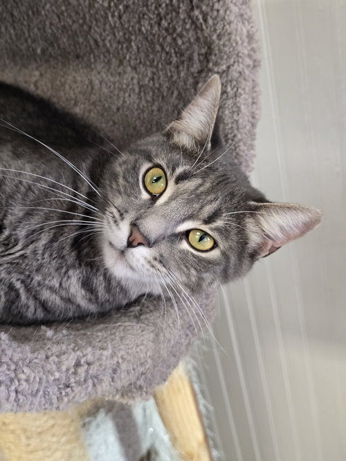 Kitaro, a cat for adoption from Street Paws