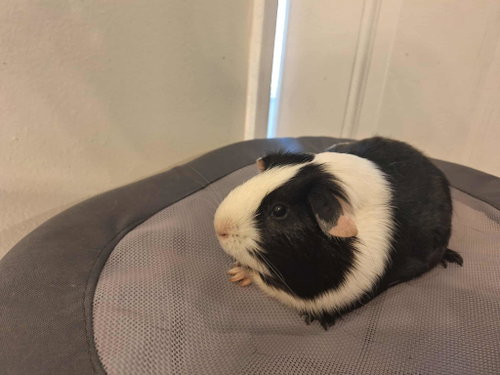 Kia, a guinea pig for adoption from Street Paws