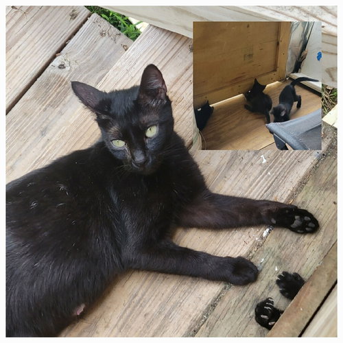JEZZY - CP - American Shorthair available for adoption