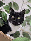 Tilly - Photo 2