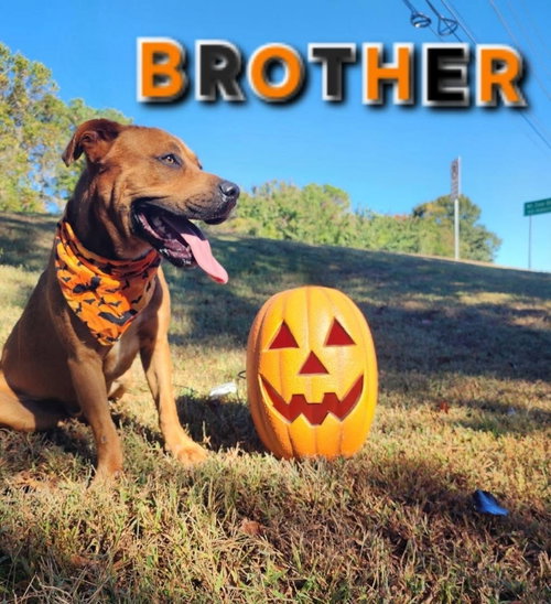 BROTHER - CCHS - Unknown available for adoption